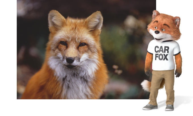 CAR FOX standing beside a photograph of a red fox.